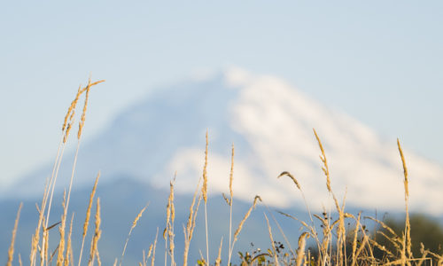 Mt Rainier