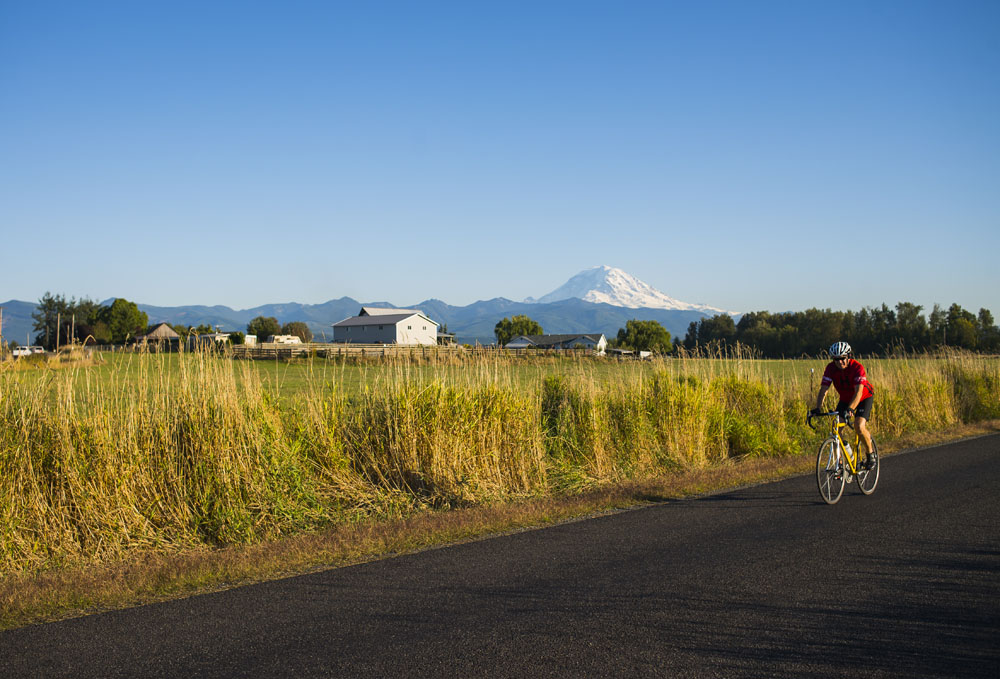 A man bikes along a country road bordered with barns and pastures.