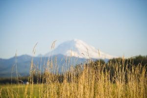 A close up of wheat in a pasture and Mount Rainier in the background