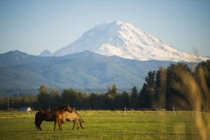 Two horses graze in a pasture with a prominent Mount Rainier in the background