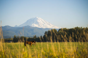 Two horses graze in a pasture with a prominent Mount Rainier in the background