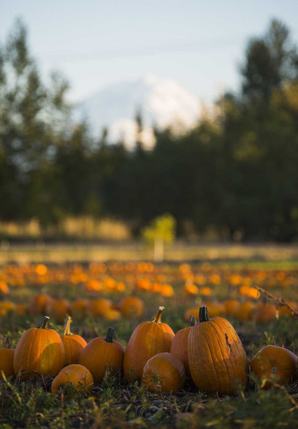 A line of pumpkins in a pumpkin patch