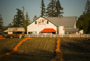 Two rows of pumpkins lead up to the Maris Farms barn-like building