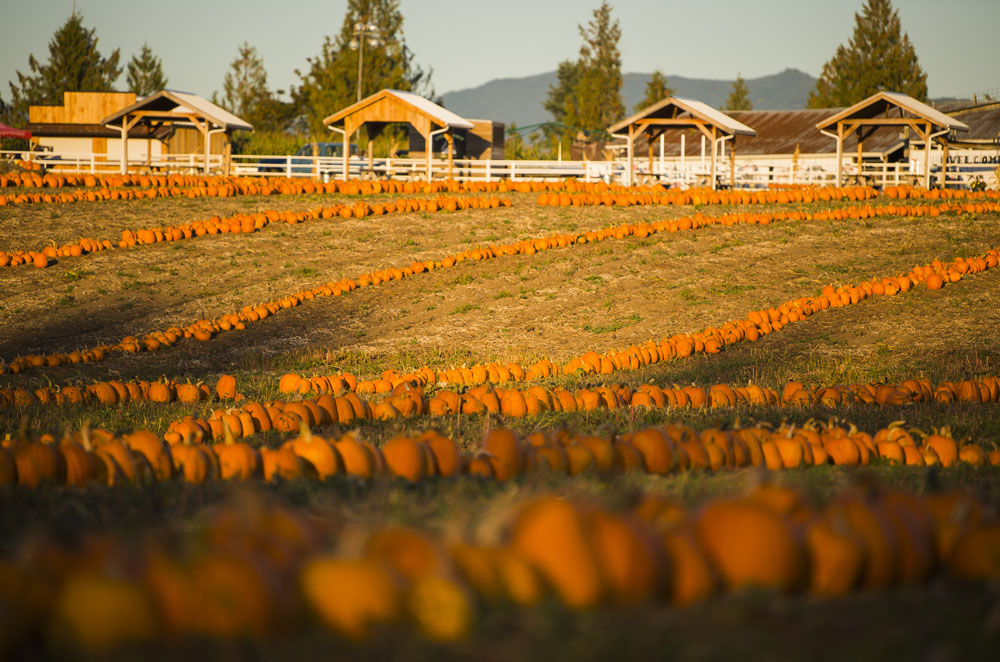 Rows of pumpkins cover a pumpkin patch
