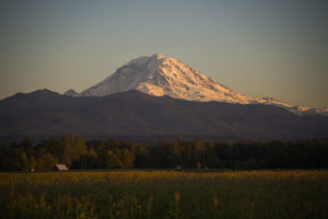 A large field of wheat with Mount Rainier in the background