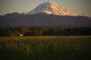 A large field of wheat with Mount Rainier in the background